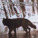 Крюкокрест - Жестокость и власть LP